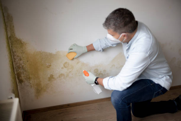 Best Mold Documentation for Insurance Claims  in USA